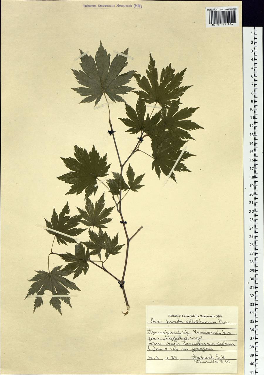 Acer pseudosieboldianum (Pax) Kom., Siberia, Russian Far East (S6) (Russia)