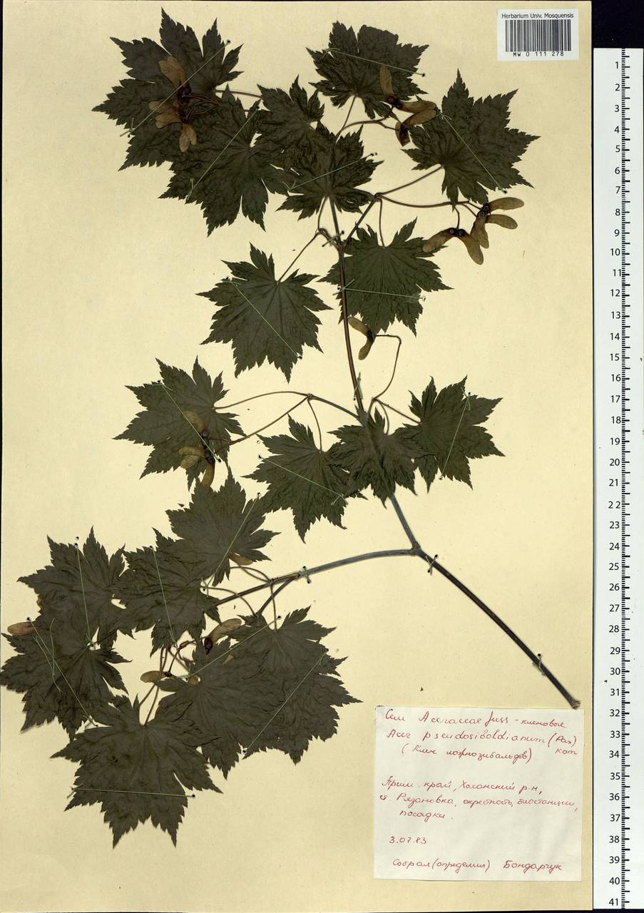 Acer pseudosieboldianum (Pax) Kom., Siberia, Russian Far East (S6) (Russia)
