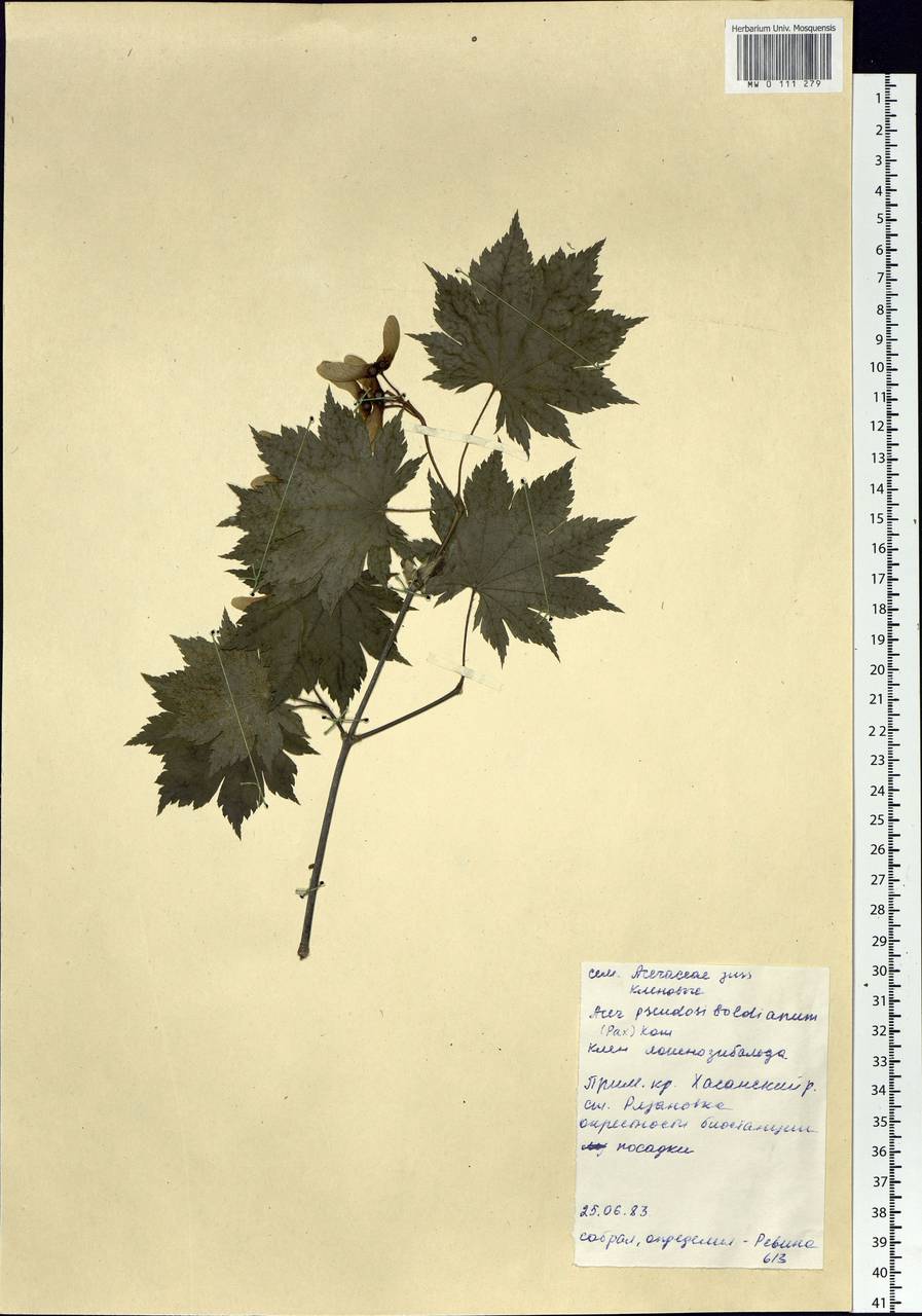 Acer pseudosieboldianum (Pax) Kom., Siberia, Russian Far East (S6) (Russia)