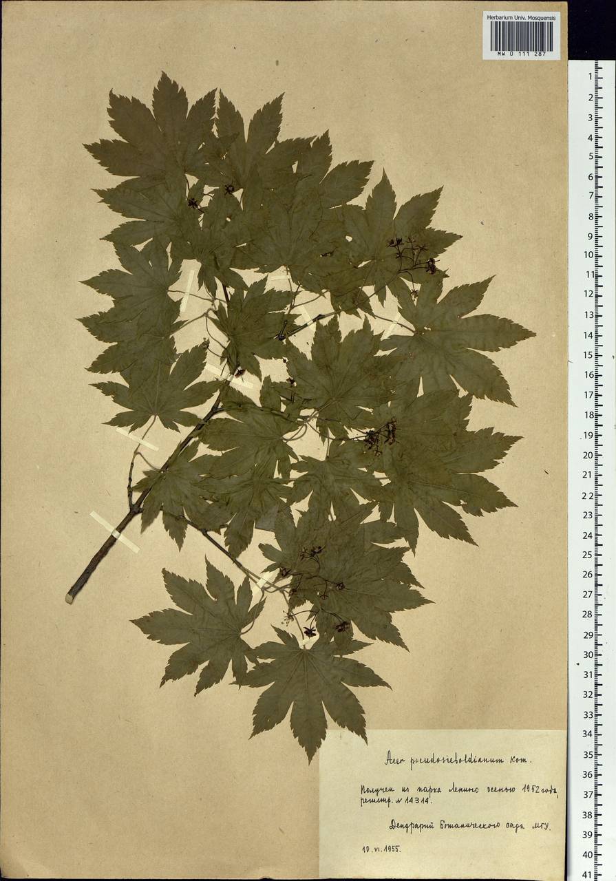 Acer pseudosieboldianum (Pax) Kom., Botanic gardens and arboreta (GARD) (Russia)