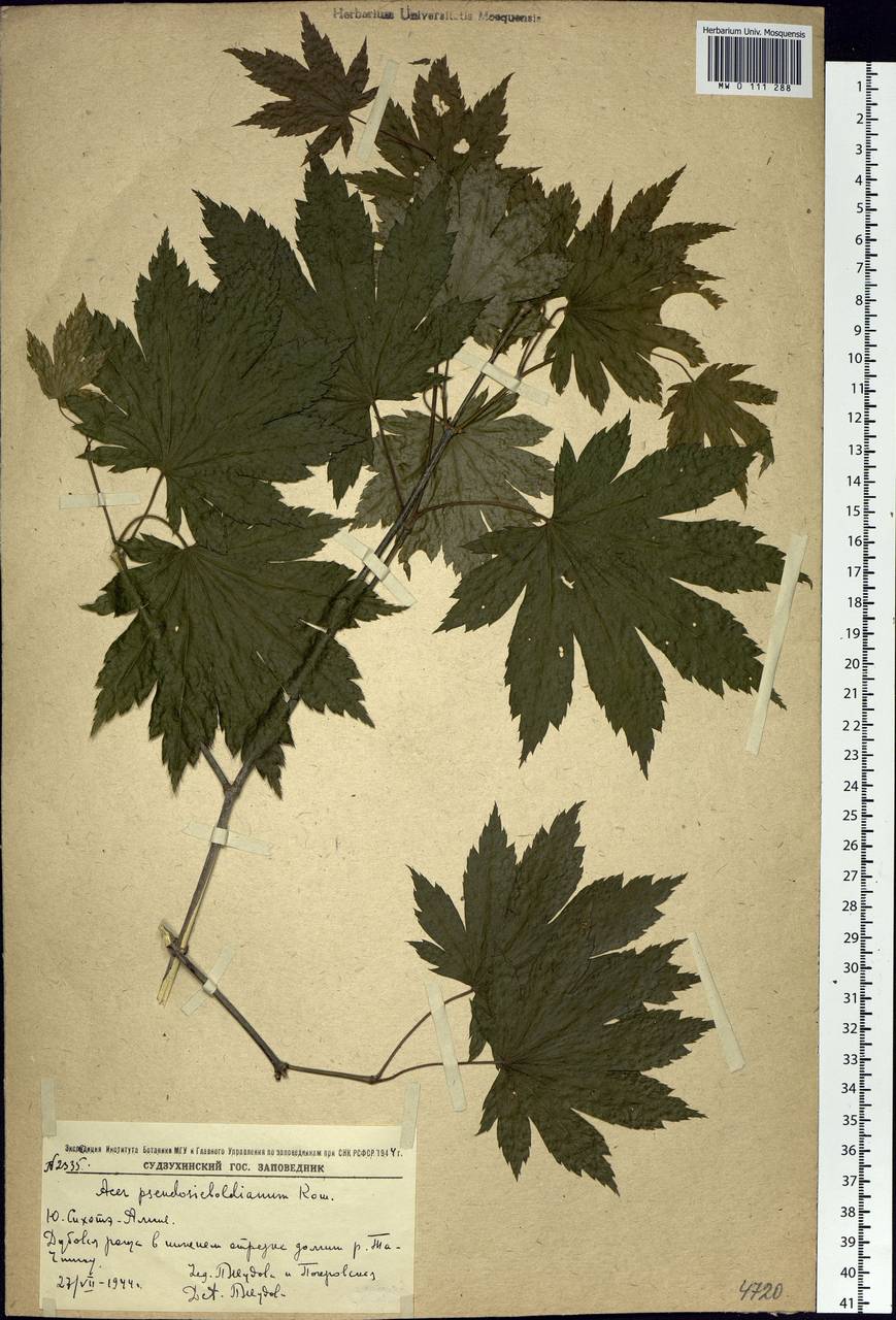 Acer pseudosieboldianum (Pax) Kom., Siberia, Russian Far East (S6) (Russia)