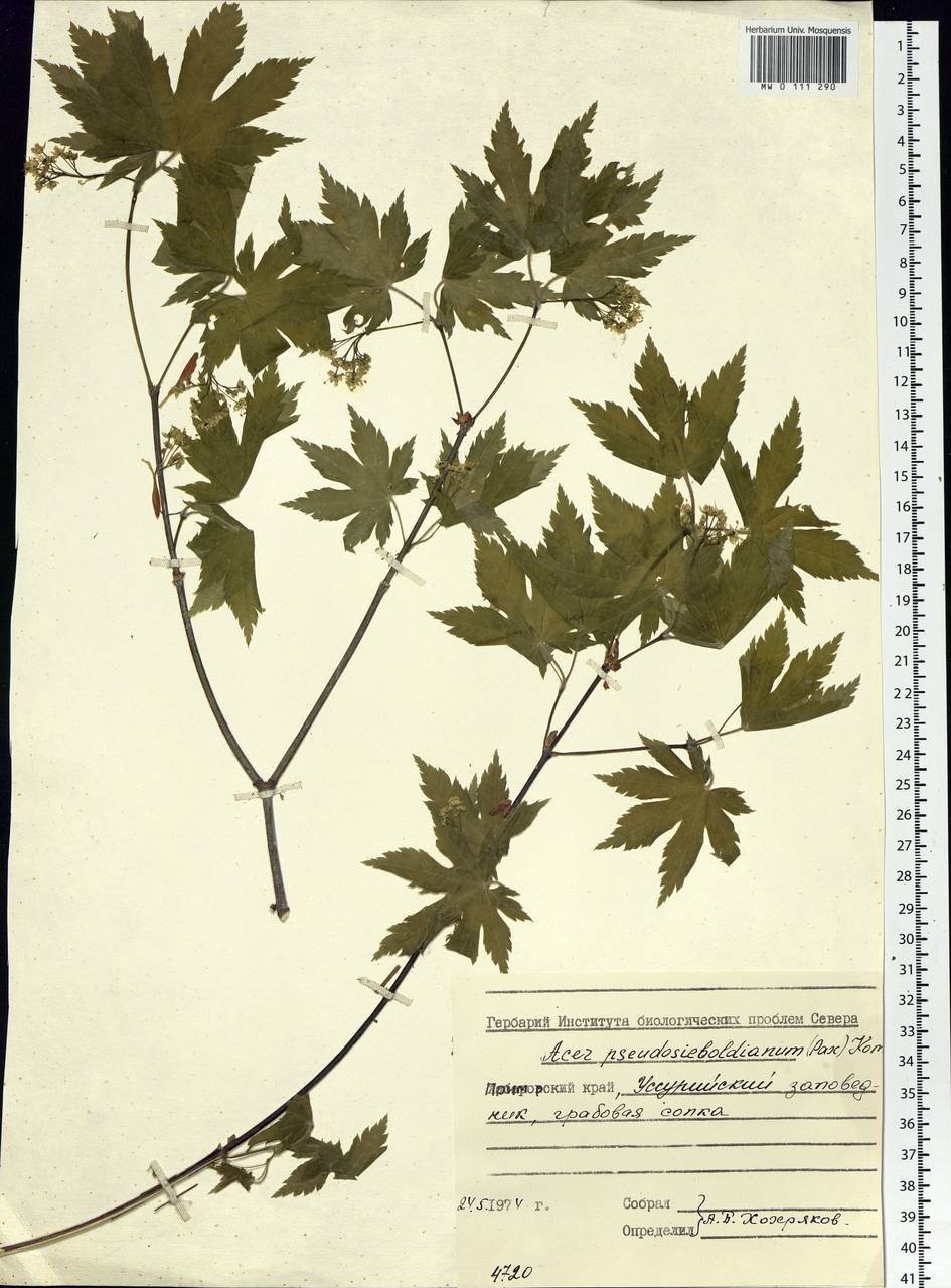 Acer pseudosieboldianum (Pax) Kom., Siberia, Russian Far East (S6) (Russia)