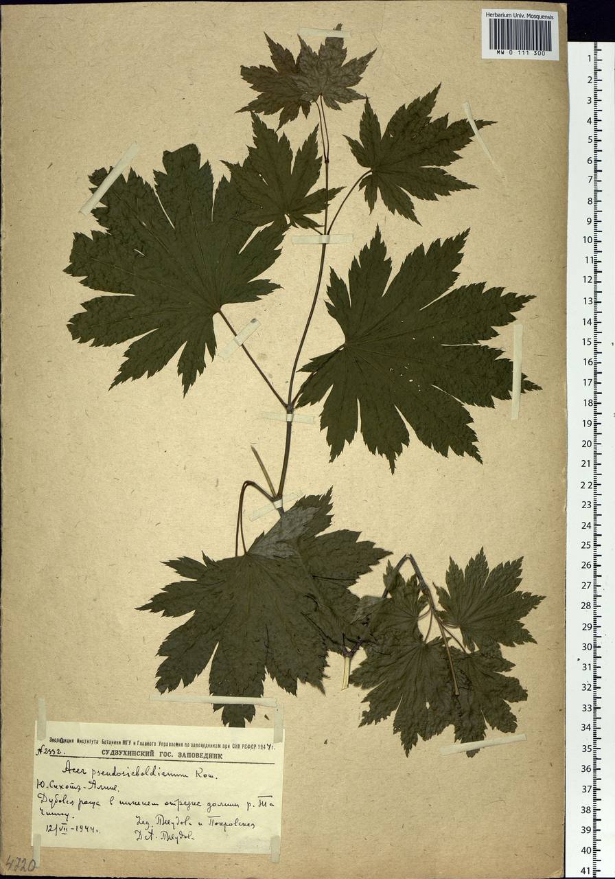 Acer pseudosieboldianum (Pax) Kom., Siberia, Russian Far East (S6) (Russia)