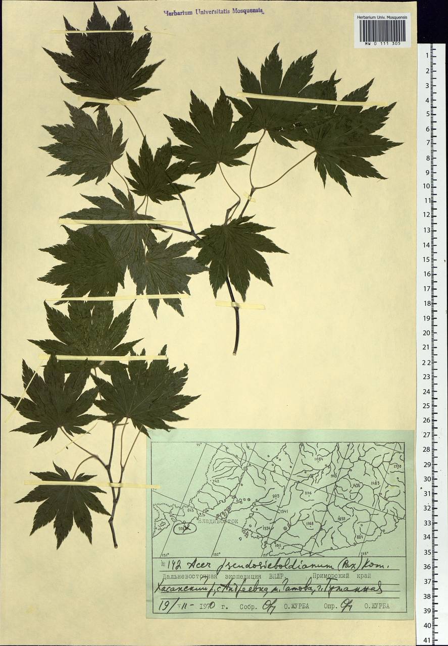 Acer pseudosieboldianum (Pax) Kom., Siberia, Russian Far East (S6) (Russia)