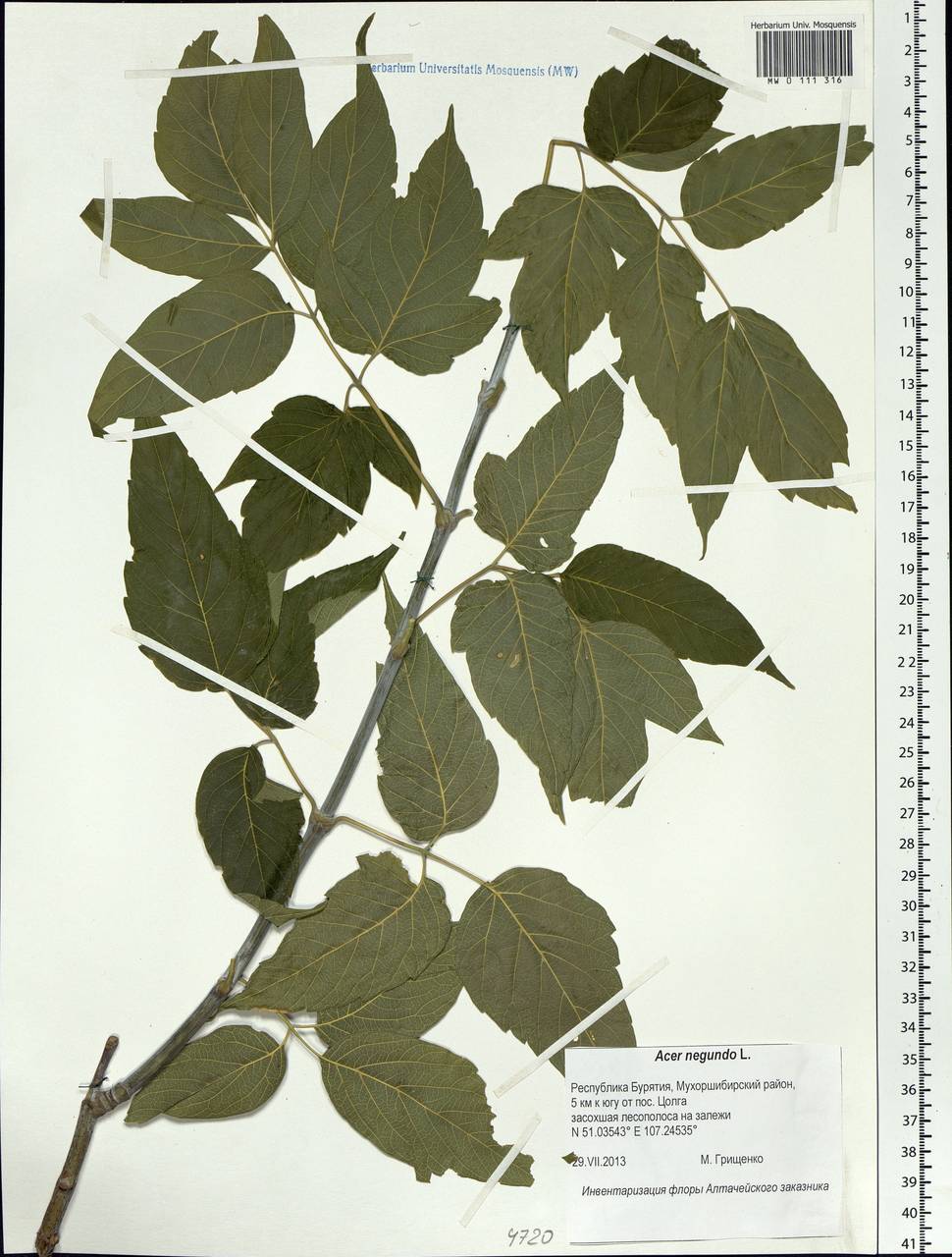 Acer negundo L., Siberia, Baikal & Transbaikal region (S4) (Russia)