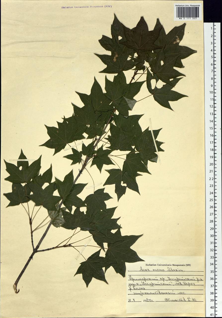 Acer pictum subsp. mono (Maxim.) H. Ohashi, Siberia, Russian Far East (S6) (Russia)