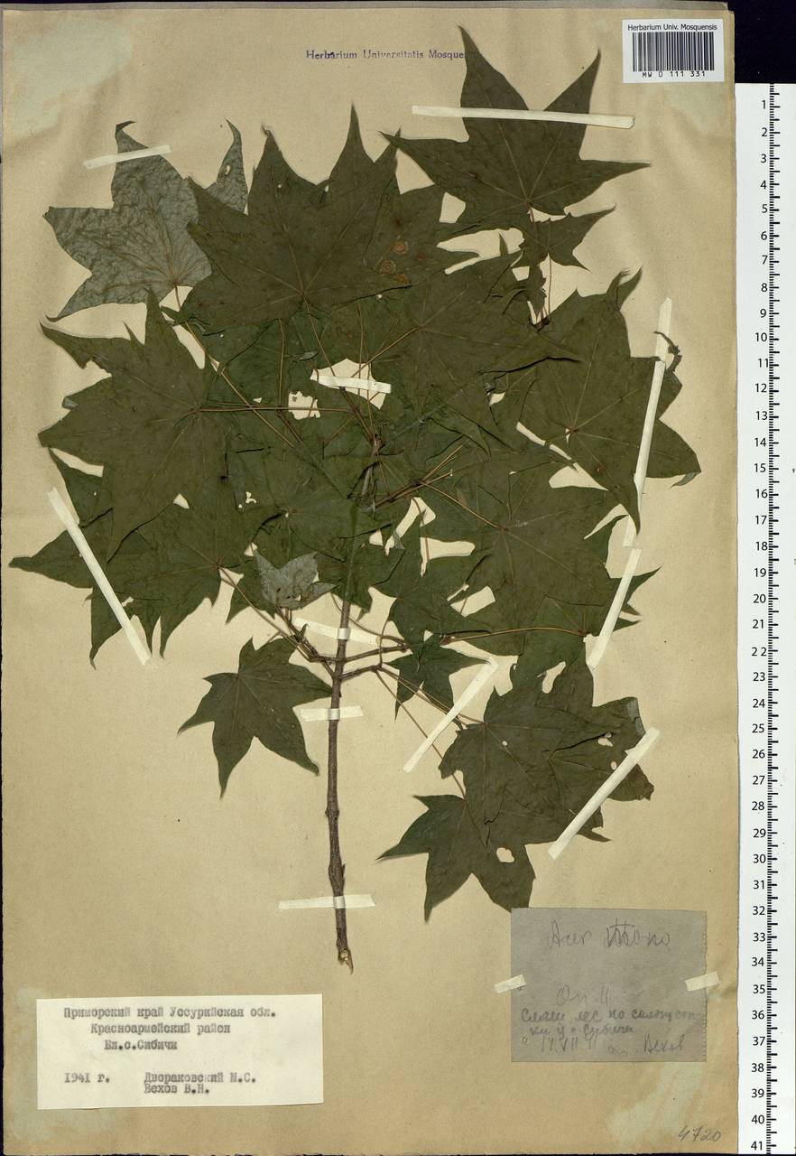 Acer pictum subsp. mono (Maxim.) H.Ohashi, Siberia, Russian Far East (S6) (Russia)