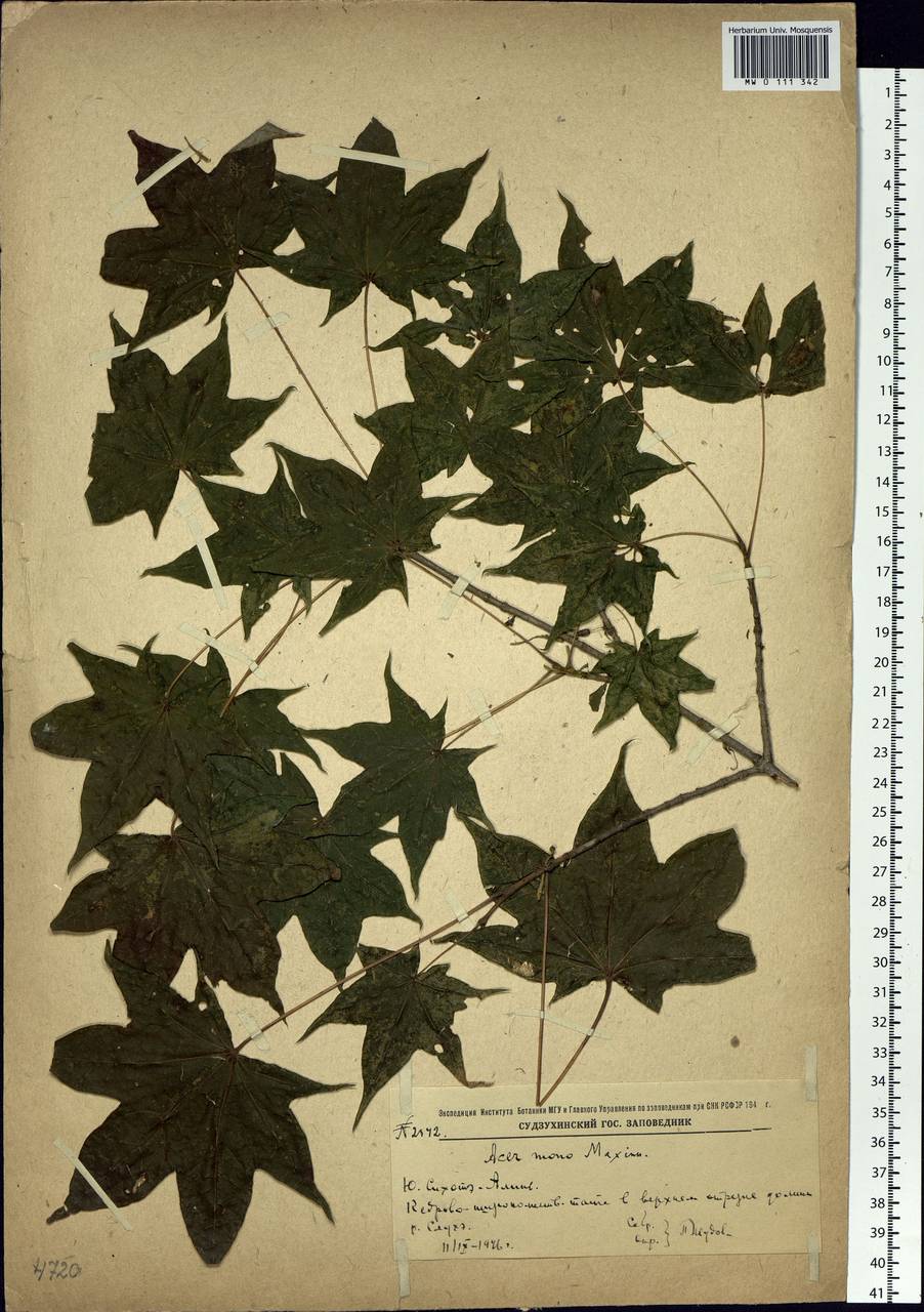 Acer pictum subsp. mono (Maxim.) H.Ohashi, Siberia, Russian Far East (S6) (Russia)
