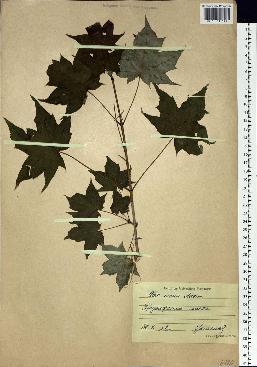 Acer pictum subsp. mono (Maxim.) H.Ohashi, Siberia, Russian Far East (S6) (Russia)