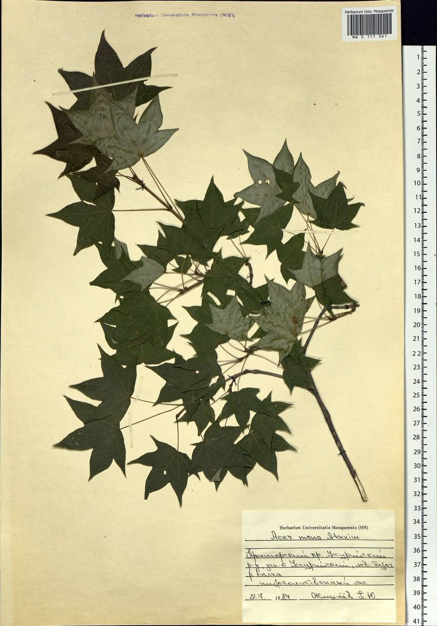 Acer pictum subsp. mono (Maxim.) H. Ohashi, Siberia, Russian Far East (S6) (Russia)