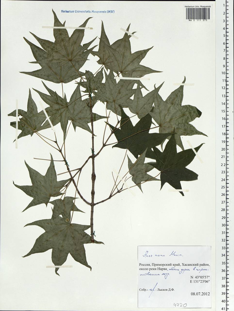 Acer pictum subsp. mono (Maxim.) H.Ohashi, Siberia, Russian Far East (S6) (Russia)