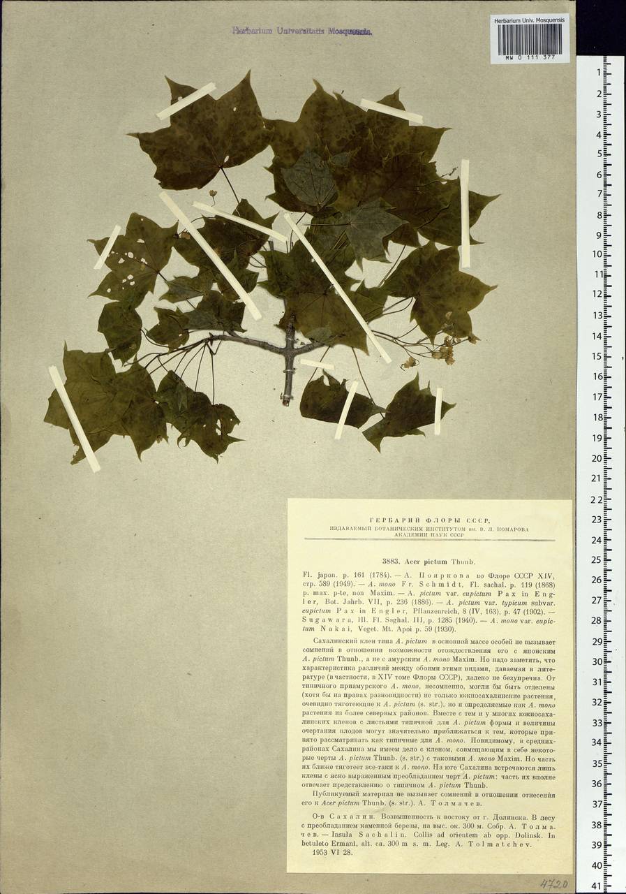 Acer pictum subsp. mayrii (Schwer.) H.Ohashi, Siberia, Russian Far East (S6) (Russia)