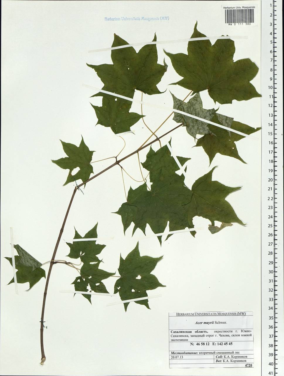 Acer pictum subsp. mayrii (Schwer.) H.Ohashi, Siberia, Russian Far East (S6) (Russia)
