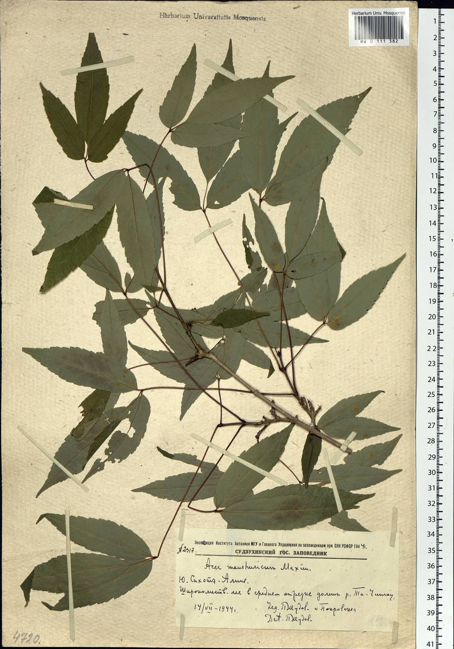 Acer mandshuricum Maxim., Siberia, Russian Far East (S6) (Russia)