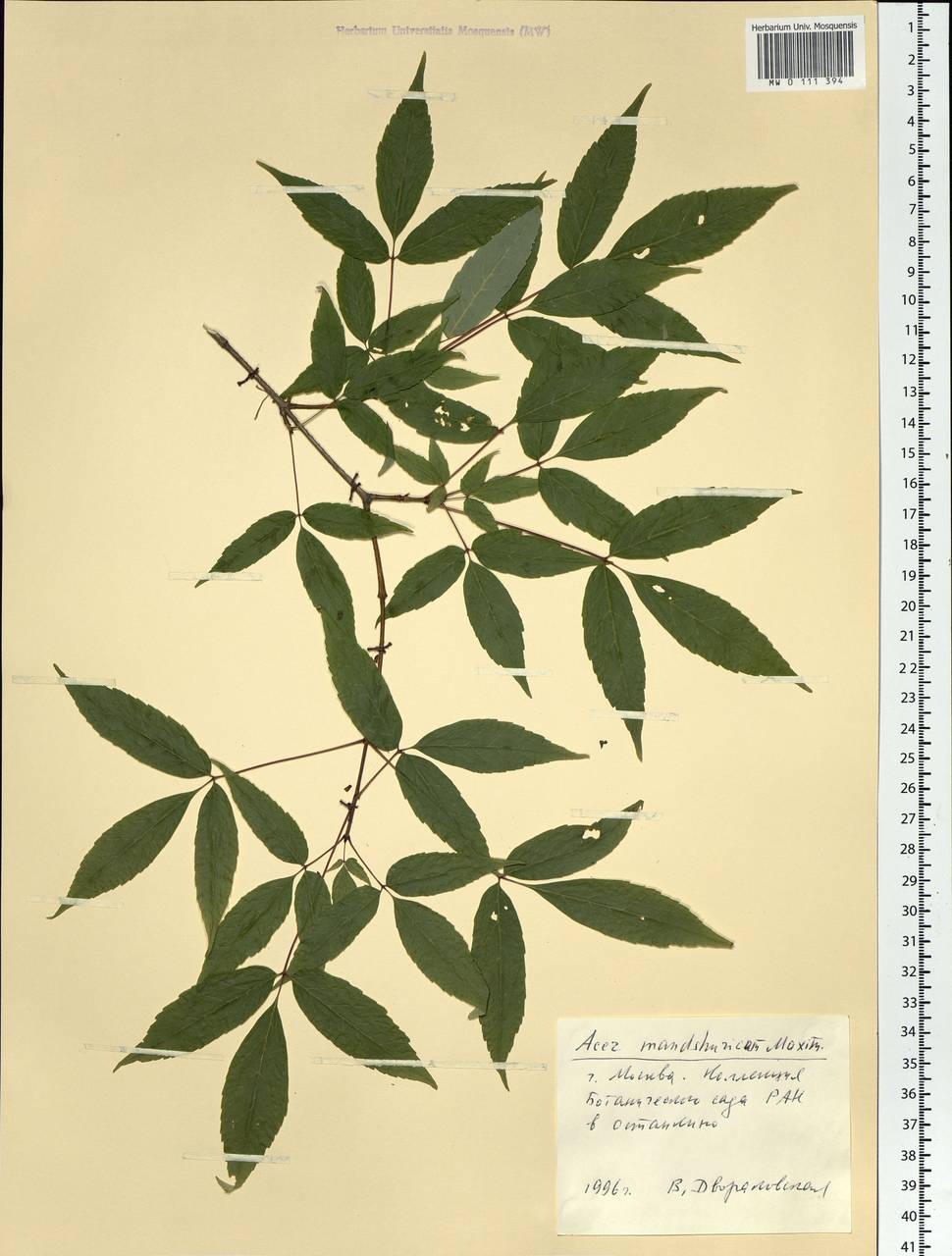 Acer mandshuricum Maxim., Botanic gardens and arboreta (GARD) (Russia)