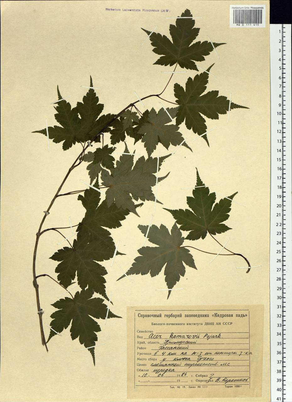 Acer komarovii Pojark., Siberia, Russian Far East (S6) (Russia)