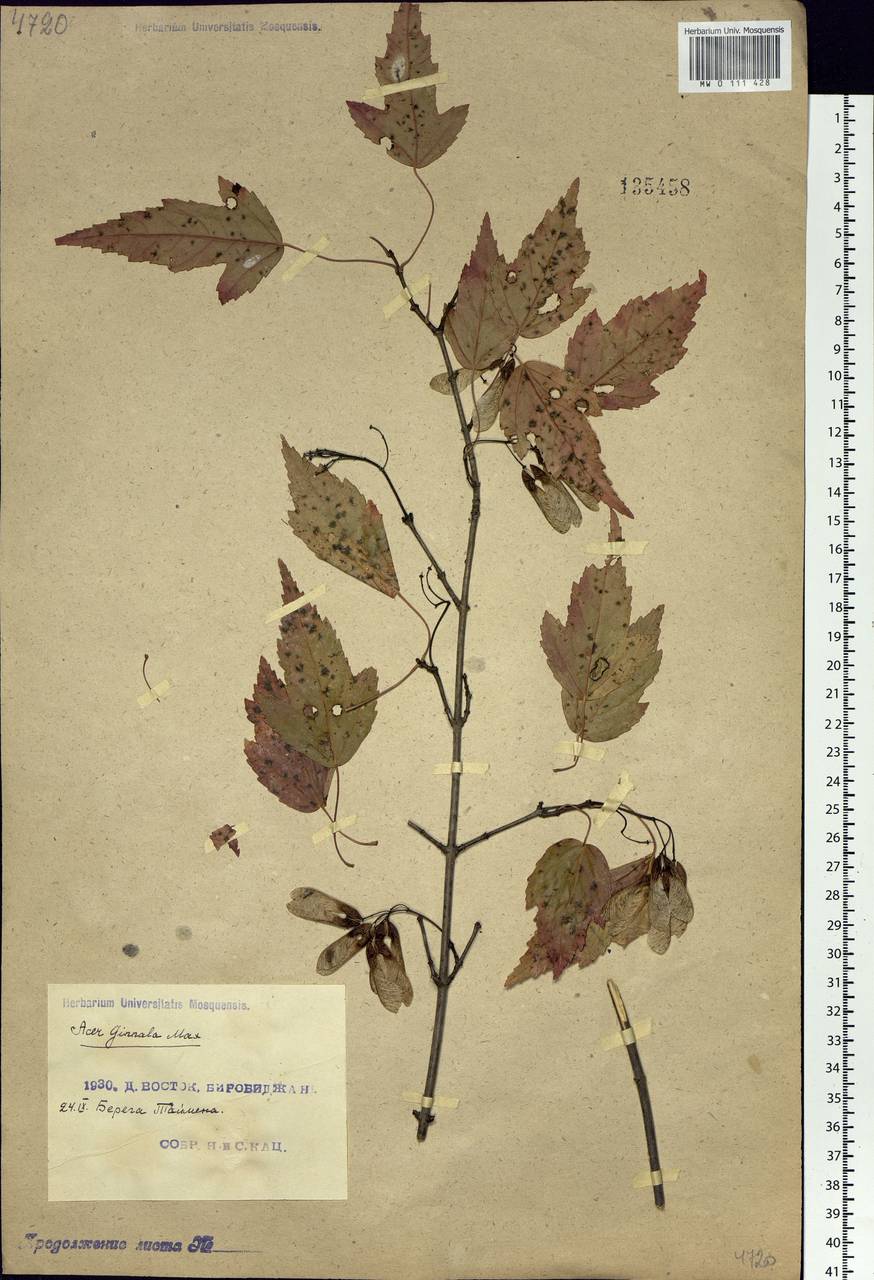 Acer tataricum subsp. ginnala (Maxim.) Wesm., Siberia, Russian Far East (S6) (Russia)