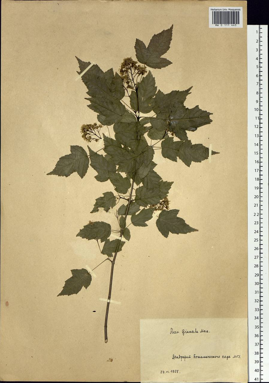 Acer tataricum subsp. ginnala (Maxim.) Wesm., Botanic gardens and arboreta (GARD) (Russia)