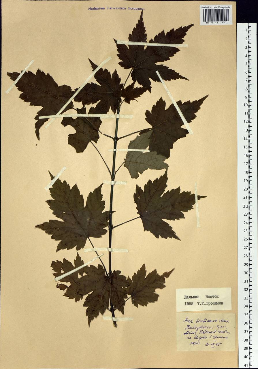 Acer barbinerve Maxim., Siberia, Russian Far East (S6) (Russia)