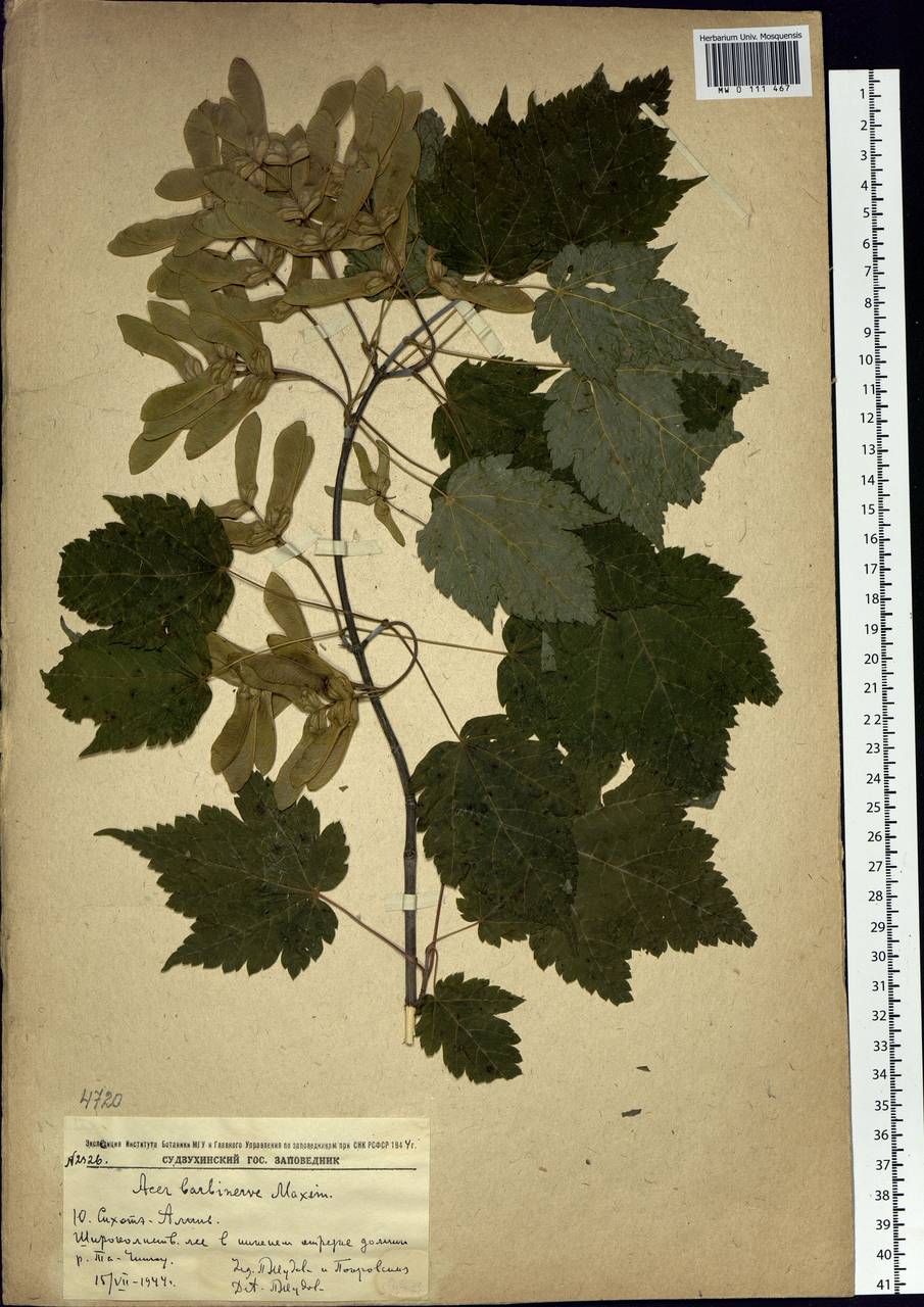 Acer barbinerve Maxim., Siberia, Russian Far East (S6) (Russia)