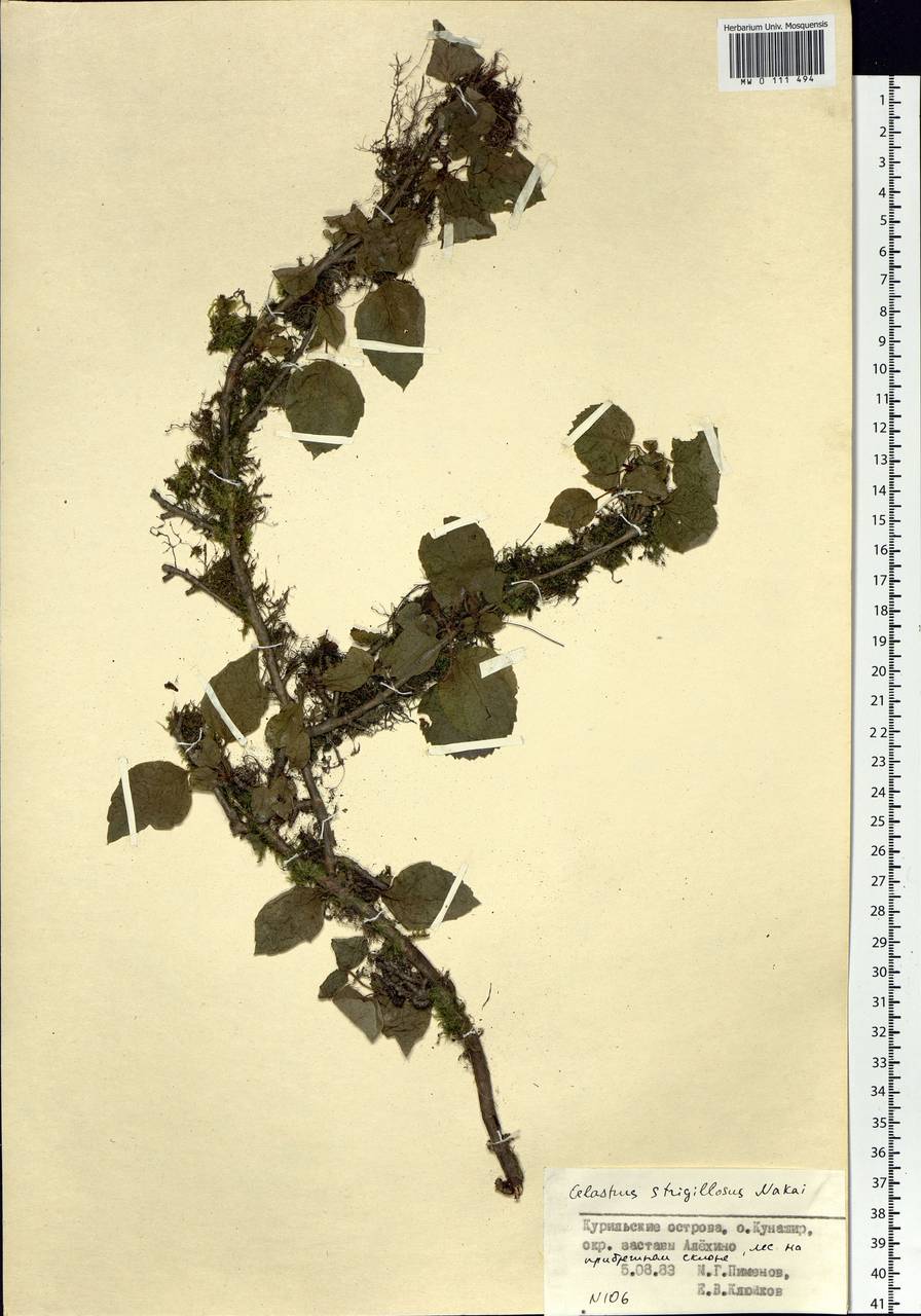 Celastrus orbiculatus var. strigillosus (Nakai) Makino, Siberia, Russian Far East (S6) (Russia)