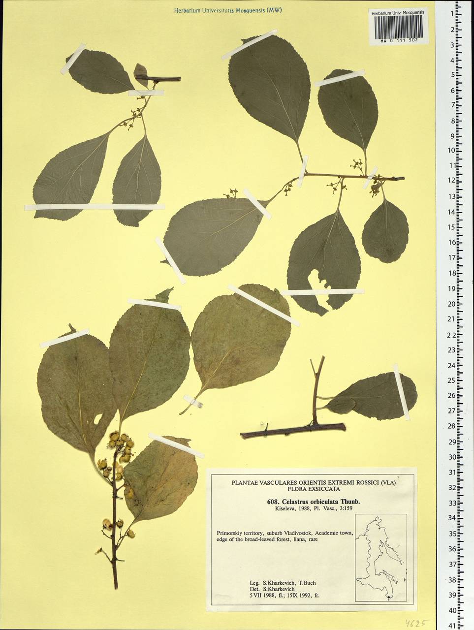 Celastrus orbiculatus Thunb., Siberia, Russian Far East (S6) (Russia)