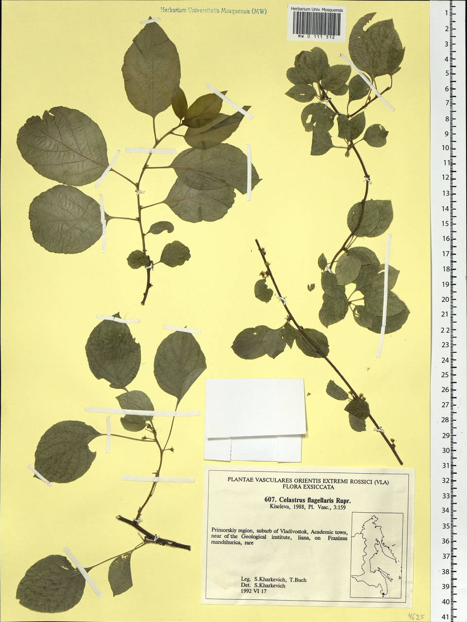 Celastrus flagellaris Rupr., Siberia, Russian Far East (S6) (Russia)