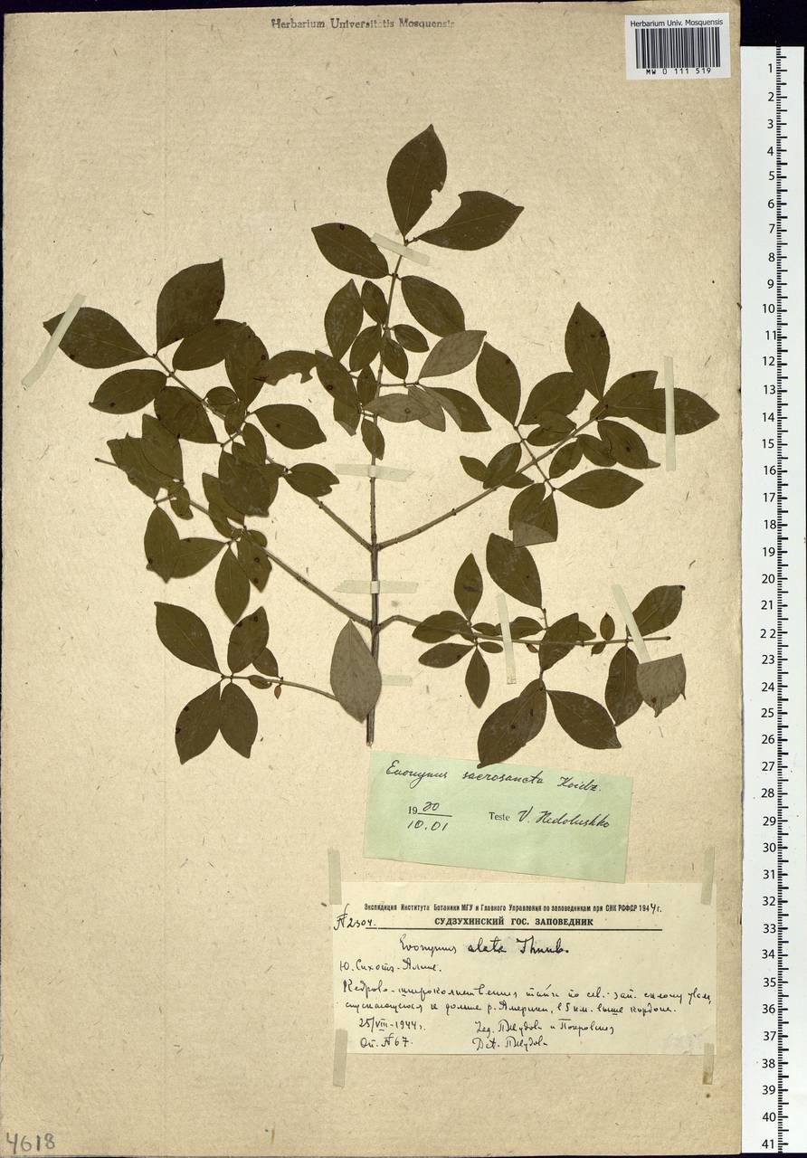 Euonymus alatus (Thunb.) Siebold, Siberia, Russian Far East (S6) (Russia)