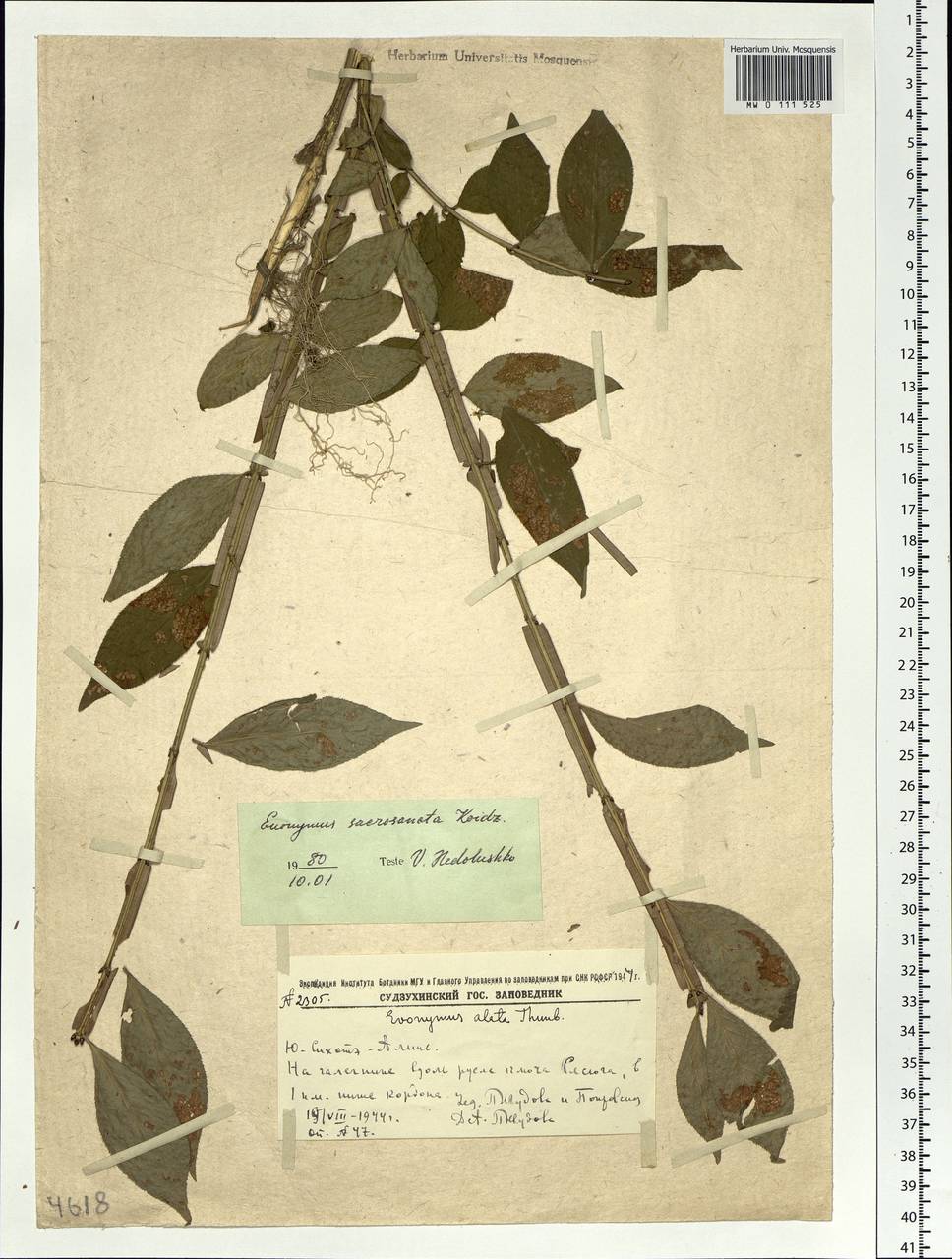 Euonymus alatus (Thunb.) Siebold, Siberia, Russian Far East (S6) (Russia)