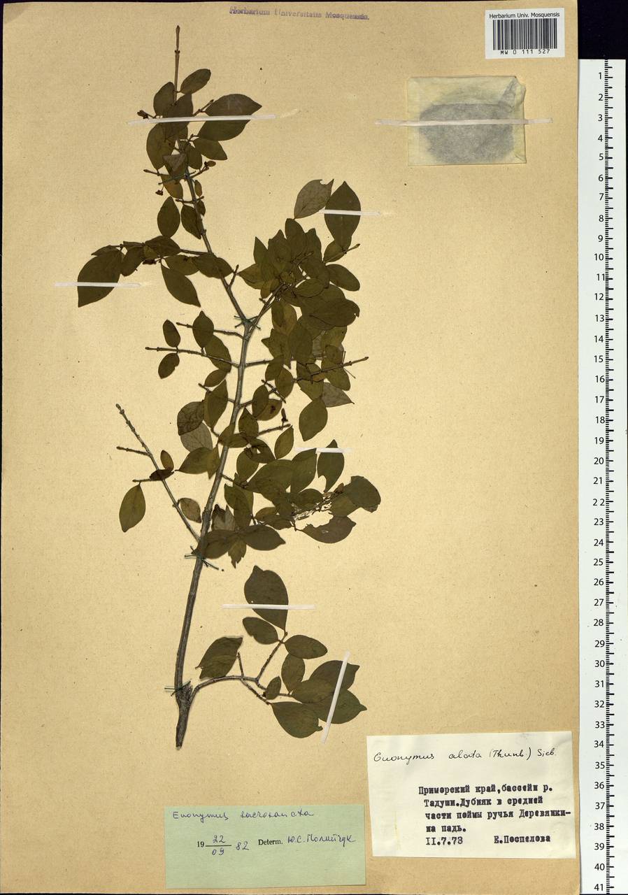 Euonymus alatus (Thunb.) Siebold, Siberia, Russian Far East (S6) (Russia)
