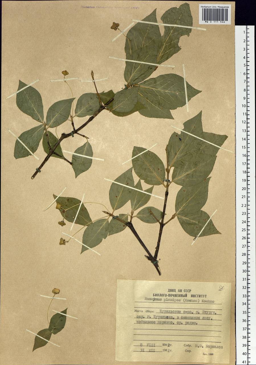 Euonymus sachalinensis (F. Schmidt) Maxim., Siberia, Russian Far East (S6) (Russia)