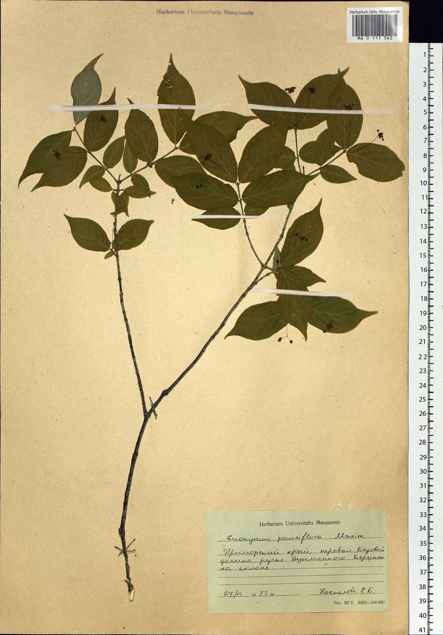 Euonymus verrucosus Scop., Siberia, Russian Far East (S6) (Russia)