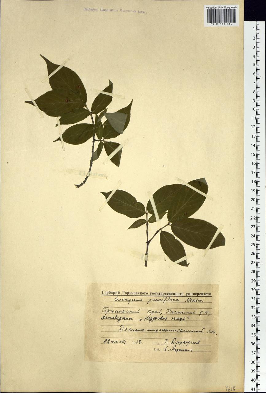 Euonymus verrucosus Scop., Siberia, Russian Far East (S6) (Russia)