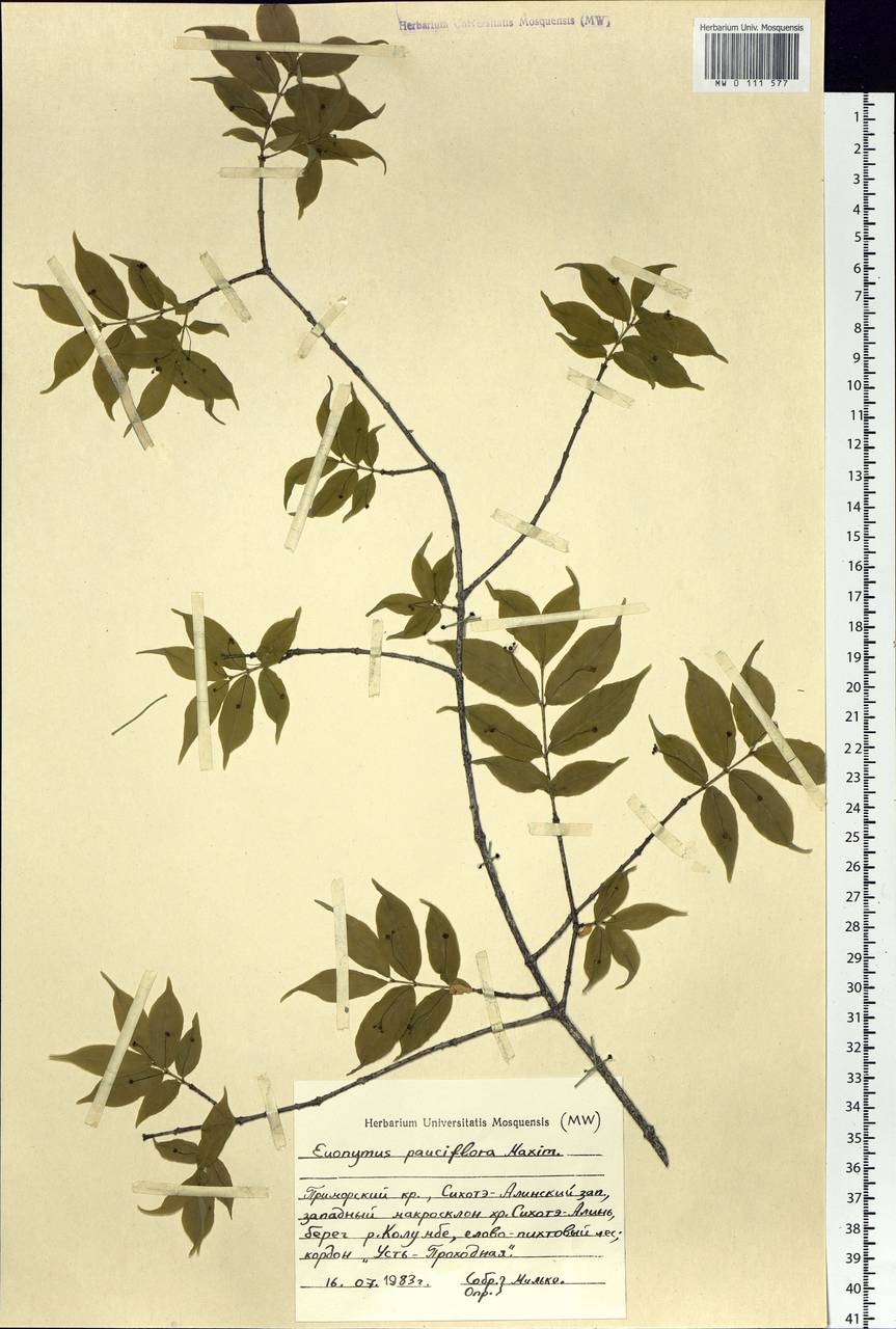 Euonymus verrucosus Scop., Siberia, Russian Far East (S6) (Russia)