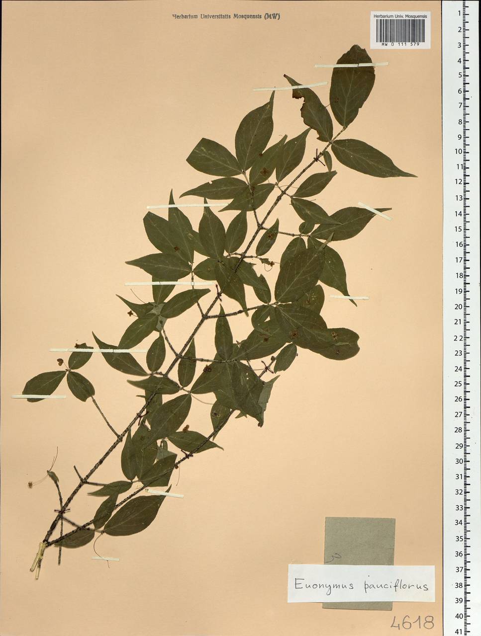 Euonymus verrucosus Scop., Siberia, Russian Far East (S6) (Russia)