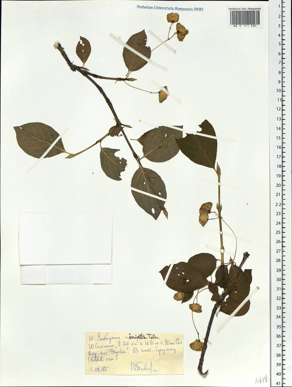 Euonymus miniata Tolmatch., Siberia, Russian Far East (S6) (Russia)