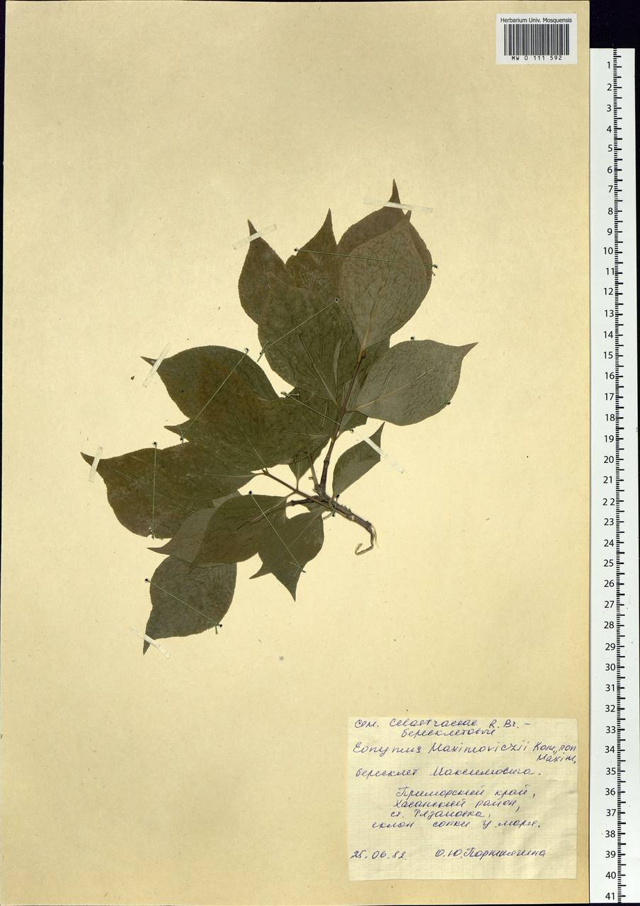 Euonymus sachalinensis (F. Schmidt) Maxim., Siberia, Russian Far East (S6) (Russia)