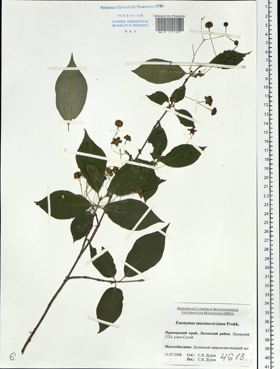 Euonymus sachalinensis (F. Schmidt) Maxim., Siberia, Russian Far East (S6) (Russia)