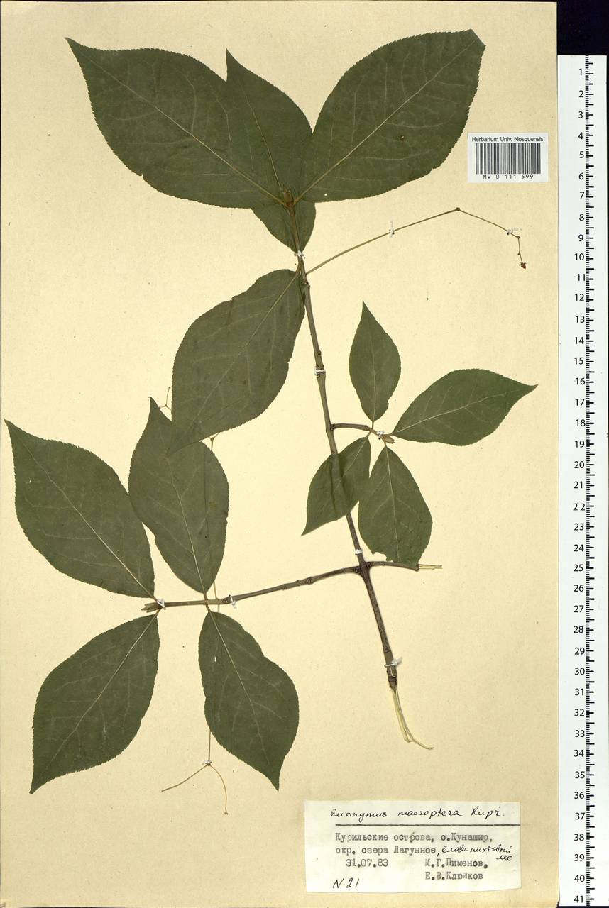 Euonymus macropterus Rupr., Siberia, Russian Far East (S6) (Russia)