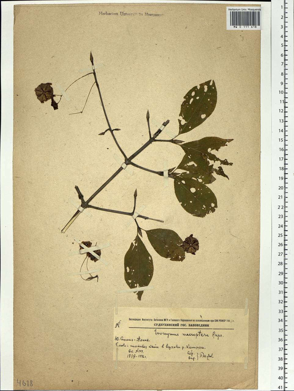 Euonymus macropterus Rupr., Siberia, Russian Far East (S6) (Russia)