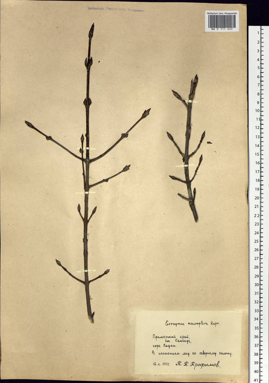 Euonymus macropterus Rupr., Siberia, Russian Far East (S6) (Russia)