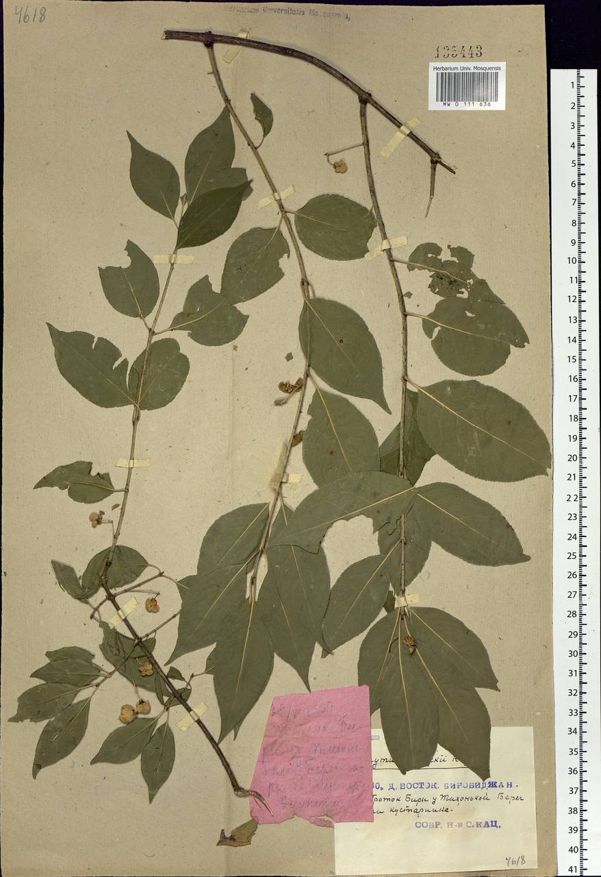 Euonymus maackii Rupr., Siberia, Russian Far East (S6) (Russia)