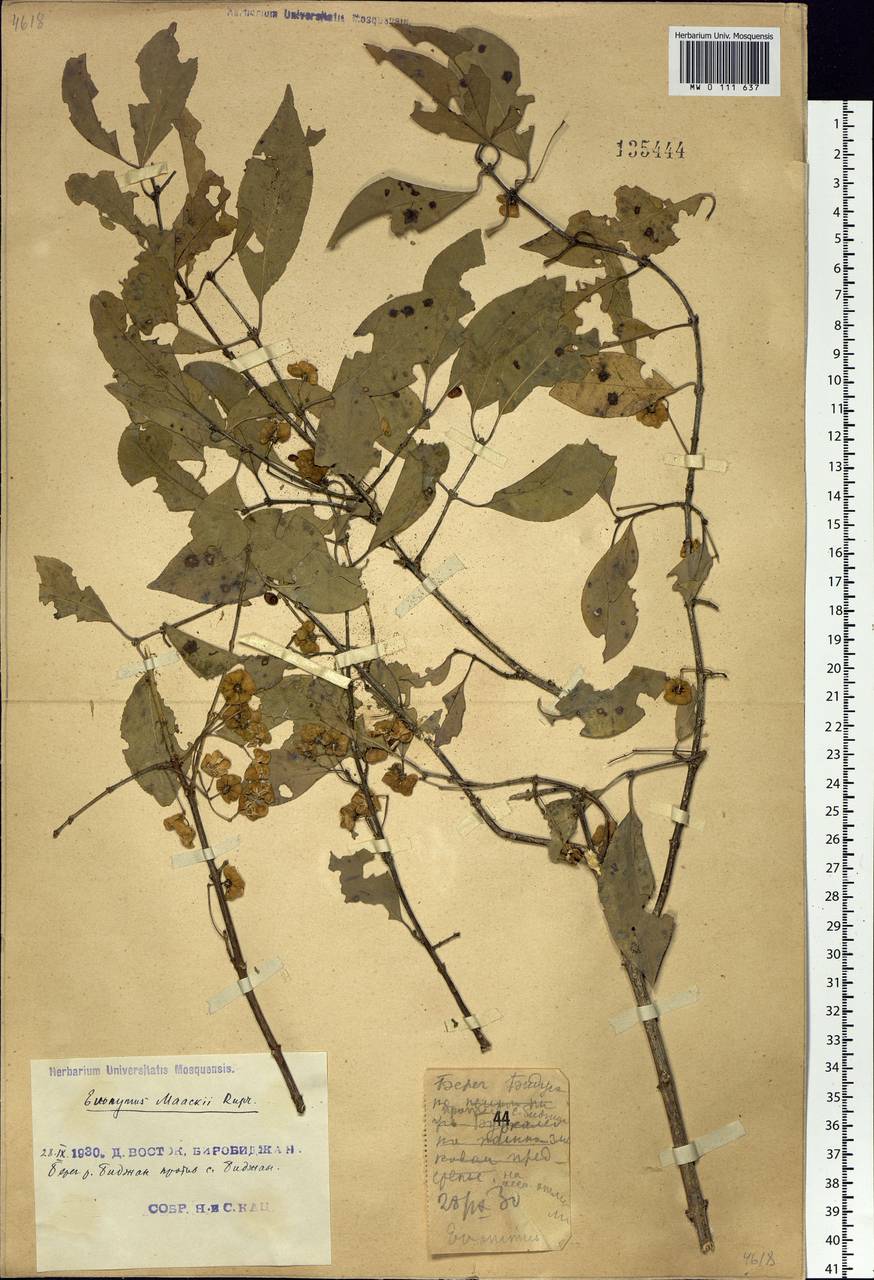 Euonymus maackii Rupr., Siberia, Russian Far East (S6) (Russia)