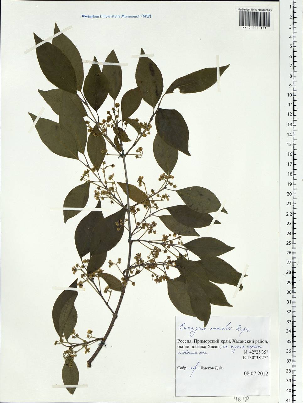 Euonymus maackii Rupr., Siberia, Russian Far East (S6) (Russia)