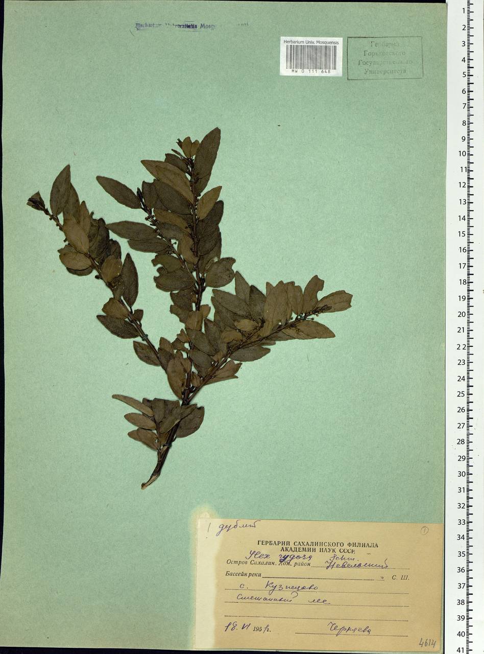 Ilex rugosa F. Schmidt, Siberia, Russian Far East (S6) (Russia)