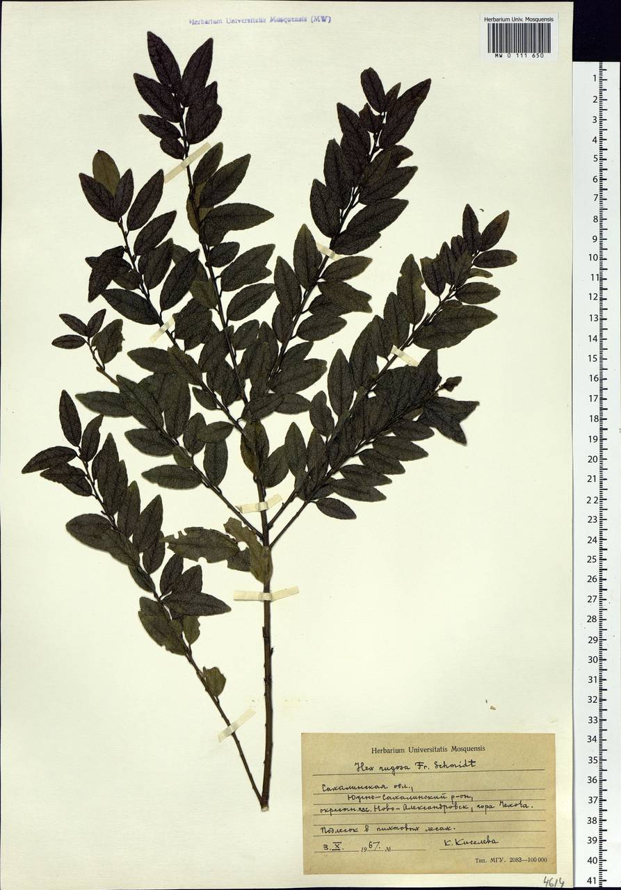 Ilex rugosa F. Schmidt, Siberia, Russian Far East (S6) (Russia)