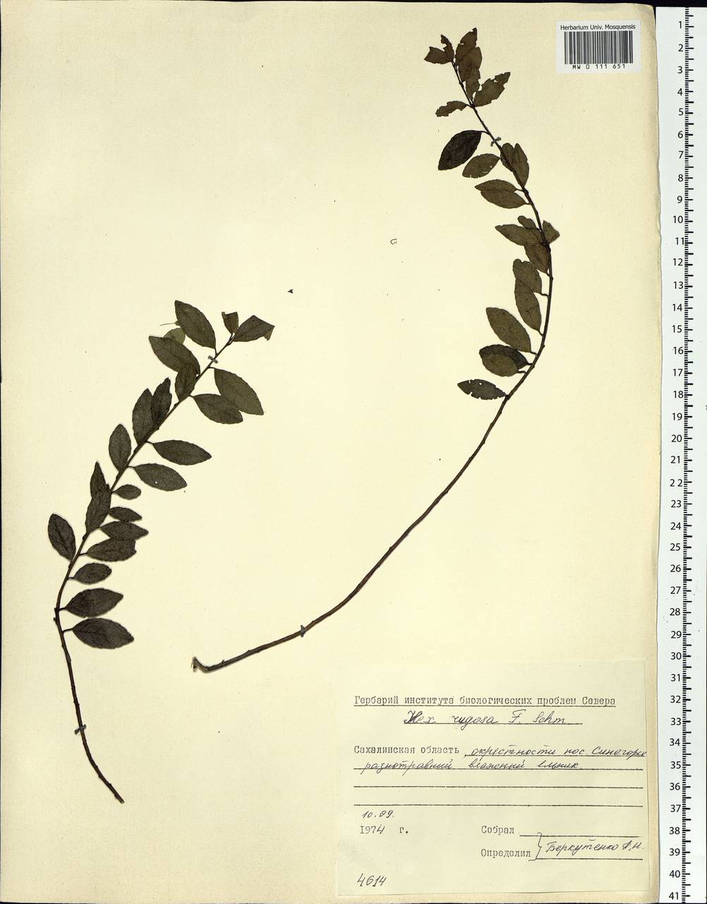 Ilex rugosa F. Schmidt, Siberia, Russian Far East (S6) (Russia)