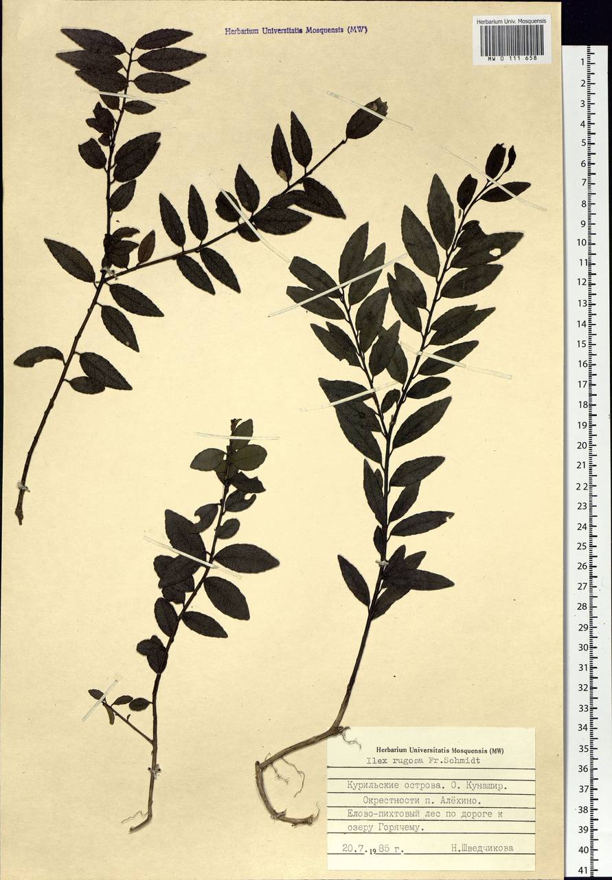 Ilex rugosa F. Schmidt, Siberia, Russian Far East (S6) (Russia)