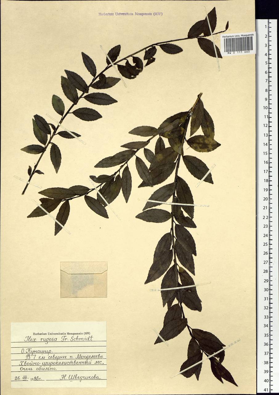 Ilex rugosa F. Schmidt, Siberia, Russian Far East (S6) (Russia)