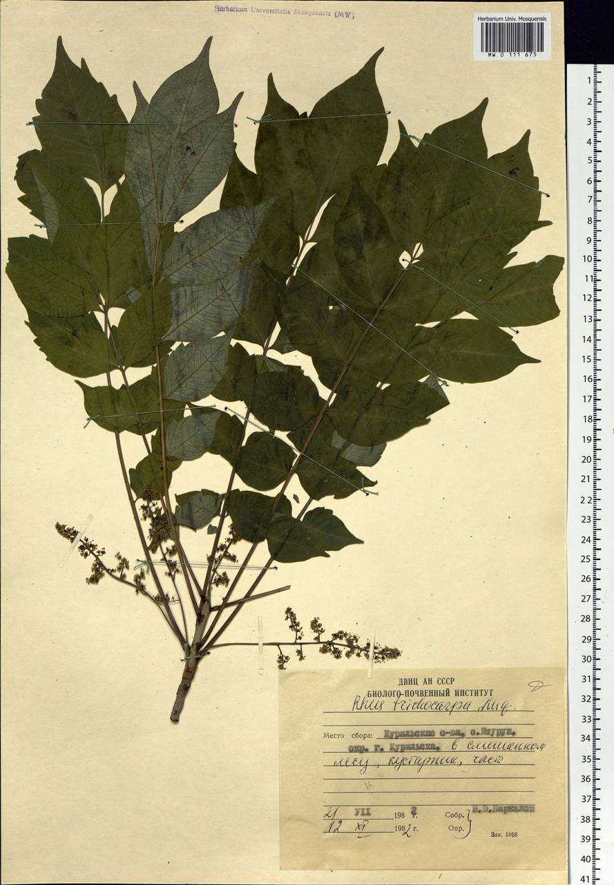 Toxicodendron trichocarpum (Miq.) Kuntze, Siberia, Russian Far East (S6) (Russia)